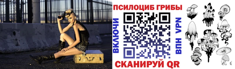 Купить  Суджа  Псилоцибиновые грибы Psilocybine cubensis 